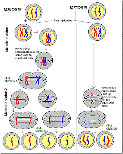 Biology Notes (HKAL): compare meiosis and mitosis